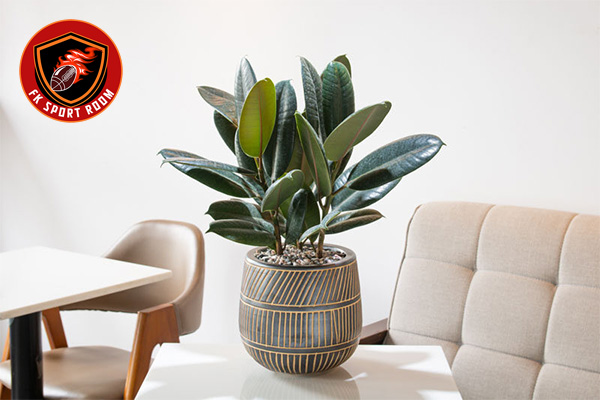Top 10 Indoor Plants for Living Room Design: Stylish Greenery to Transform Your Space Rubber Plant