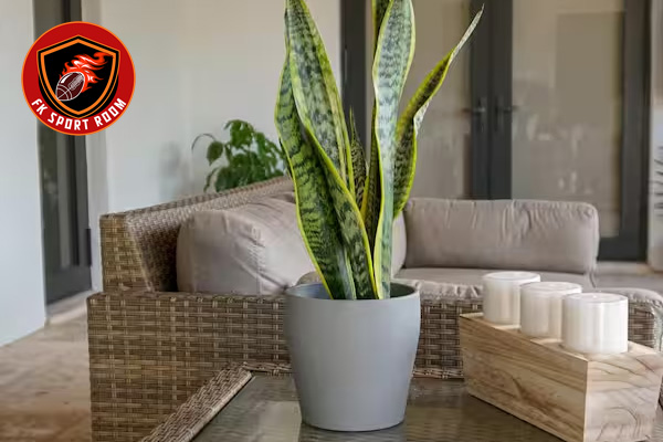 Top 10 Indoor Plants for Living Room Design: Stylish Greenery to Transform Your Space Snake Plant