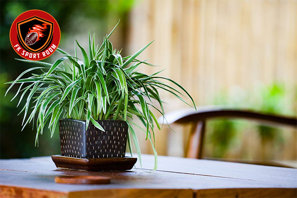 Top 10 Indoor Plants for Living Room Design: Stylish Greenery to Transform Your Space Spider Plant