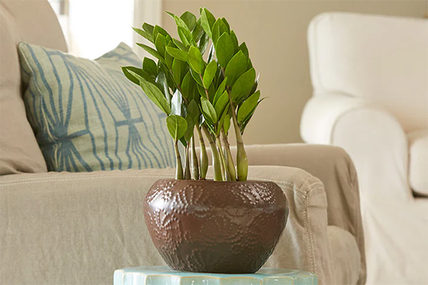 Top 10 Indoor Plants for Living Room Design: Stylish Greenery to Transform Your Space ZZ Plant